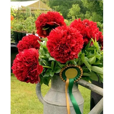 Пион Ред Грейс, арт.: 14328