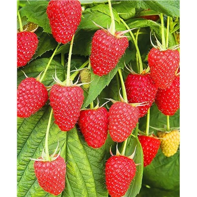 Саженцы Малина Полана, арт.: 16000