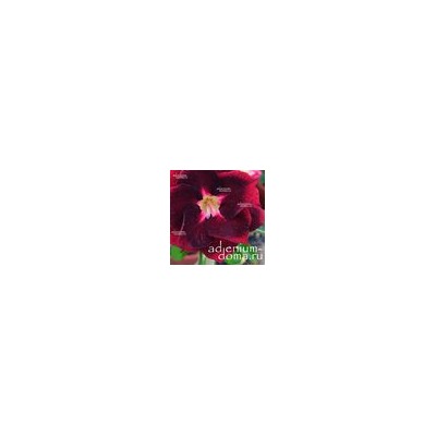 Adenium Obesum Double Flower NEW-135