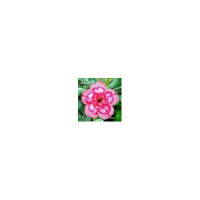 Adenium Obesum Double Flower NEW-249