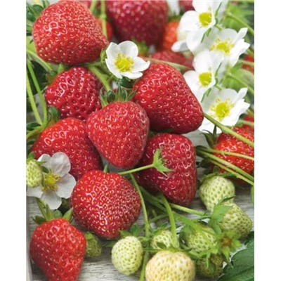 Саженцы Клубники (Земляники) Остара, арт.: 5093