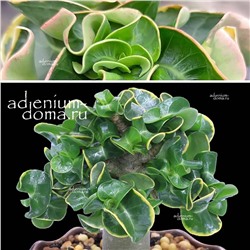 Adenium Arabicum DORSET HORN 'VARIEGATA' (Барашек, Дорсет Хорн)