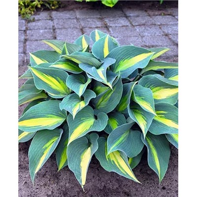 Корень Хоста Катерина, арт.: 69587