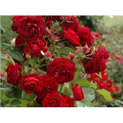 Highgrove "Хайгроув"