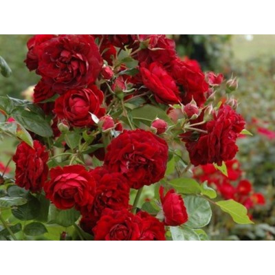 Highgrove "Хайгроув"