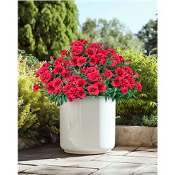 Саженцы Гвоздика Оскар Перпл Вингс, арт.: 74585