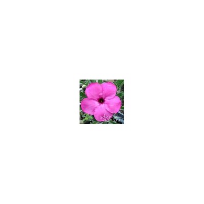 Adenium Obesum Desert Rose PURPLE SUNSET