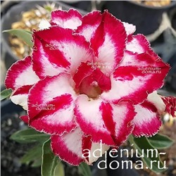 Adenium Obesum Double Flower FASCINATION