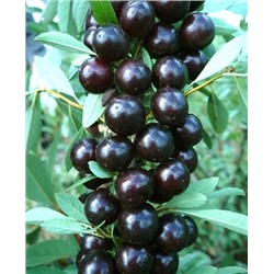 Саженцы Вишня бессея Акварель черная, арт.: 20317