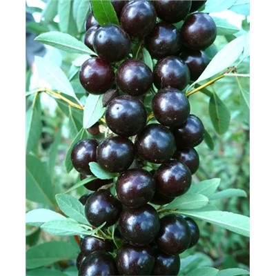 Саженцы Вишня бессея Акварель черная, арт.: 20317