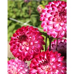 Клубни Георгин помпонный Литтл Роберт, арт.: 74617