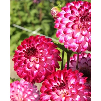 Клубни Георгин помпонный Литтл Роберт, арт.: 74617