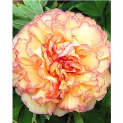 Корни (саженцы) Пион древовидный Кинко, арт.: 74685