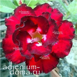 Adenium Obesum Double Flower ANGEL'S KISS