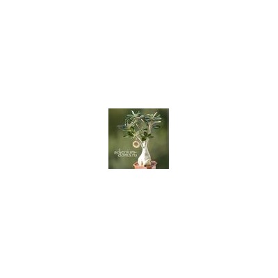 Подвеска большая ДЕРЕВО ЖИЗНИ бронза (Tree Of Life)