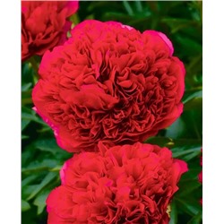 Пион Комманд Перфоманс, арт.: 69671