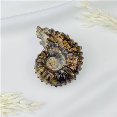 Радуга Самоцветов Аммонит