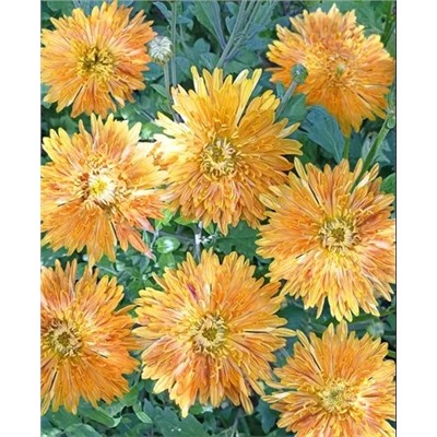 Саженцы Хризантема корейская Скифское золото, арт.: 72749