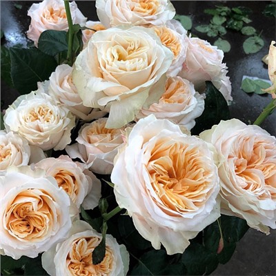 Victorian Peach "Викториан Пич"