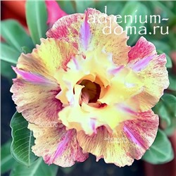 Adenium Obesum Double Flower NEW-155