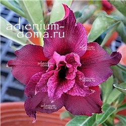 Adenium Obesum Double Flower NEW-139