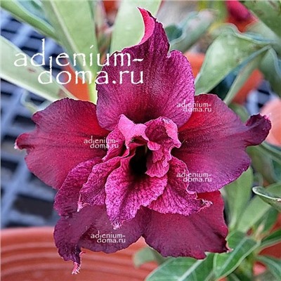 Adenium Obesum Double Flower NEW-139