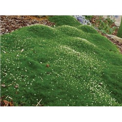 Мшанка шиловидная Green Moss "Грин Мосс" Р9