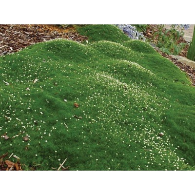 Мшанка шиловидная Green Moss "Грин Мосс" Р9