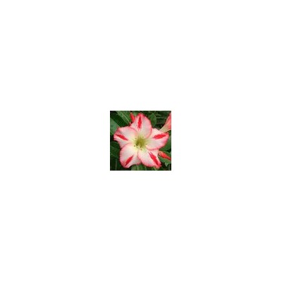 Adenium Obesum Desert Rose SCARLET KNIGHT (aroma)