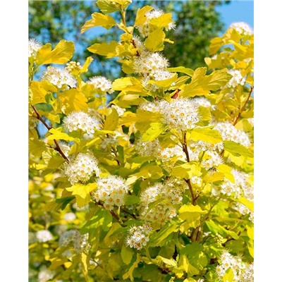 Саженцы Пузыреплодник Энжел Голд, арт.: 9559