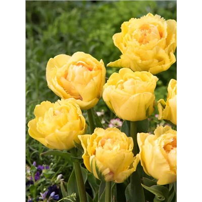 Луковицы Тюльпан махровый бахромчатый Лемон Шут, арт.: 75158