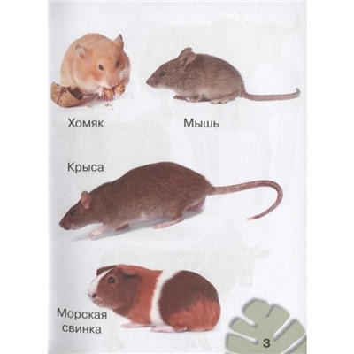 Животные. 200 картинок. Пирожник С.