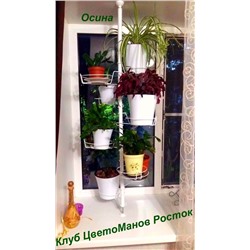 Осина на 8 горшков для крупных растений