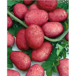 Семенной Картофель Калинка, арт.: 4096