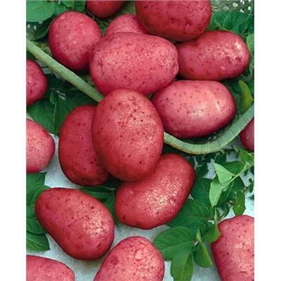 Семенной Картофель Калинка, арт.: 4096