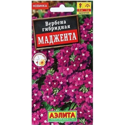 Вербена Маджента