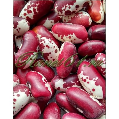 Фасоль Ласточка (0,5кг)