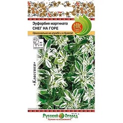 Семена Эуфорбия маргината Снег на горе, арт.: 9961