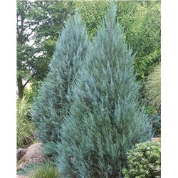 Саженцы Можжевельник скальный Мунглоу, арт.: 73314