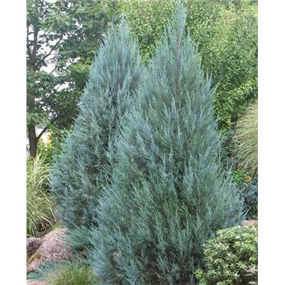 Саженцы Можжевельник скальный Мунглоу, арт.: 73314