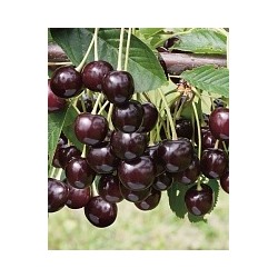 Саженцы Вишня Брюнетка, арт.: 73754