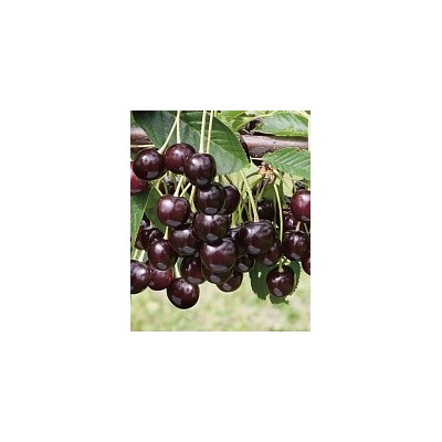 Саженцы Вишня Брюнетка, арт.: 73754
