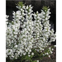 Саженцы Экзохорда Мэджикал Спрингтайм, арт.: 70076