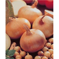 Лук-севок озимый Винтерия, арт.: 73195