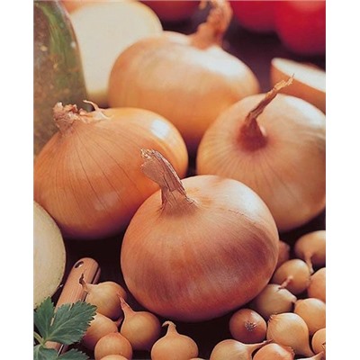 Лук-севок озимый Винтерия, арт.: 73195