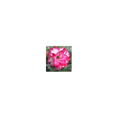 Adenium Obesum Double Flower LADY ISABELLA