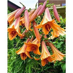 Луковицы Лилия трубчатая Африкан Квин, арт.: 74664