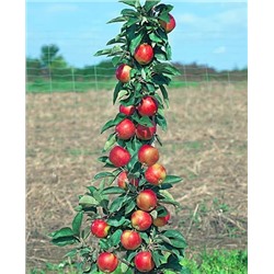 Саженцы Яблоня Московское ожерелье, арт.: 20286