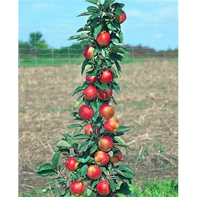 Саженцы Яблоня Московское ожерелье, арт.: 20286