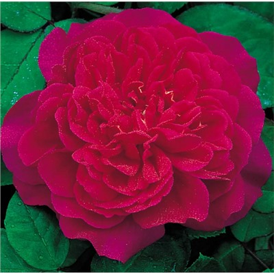 Sophy’s Rose "Софи Роуз"